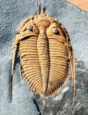 Coronocephalus gaoluoensis — photo 4