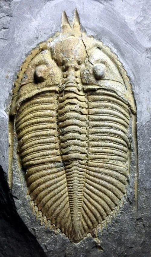 Coronocephalus gaoluoensis — photo 5