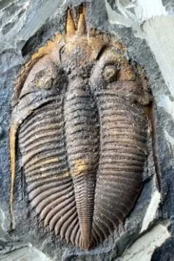 Coronocephalus gaoluoensis — photo 6