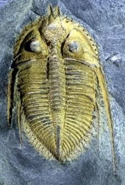 Coronocephalus gaoluoensis — photo 8