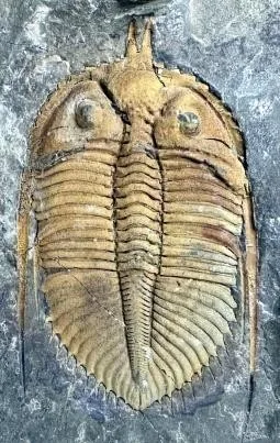 Coronocephalus gaoluoensis — photo 9