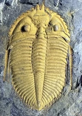Coronocephalus gaoluoensis — photo 10