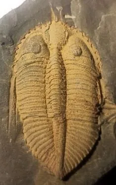 Coronocephalus gaoluoensis — photo 11