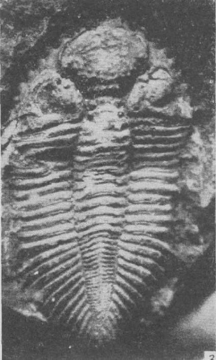 Coronocephalus nanjingensis