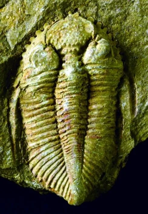 Coronocephalus nanjingensis — photo 2