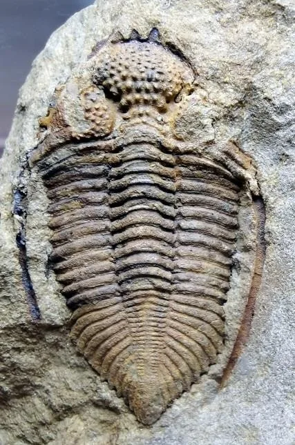 Coronocephalus nanjingensis — photo 3