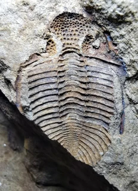 Coronocephalus nanjingensis — photo 4