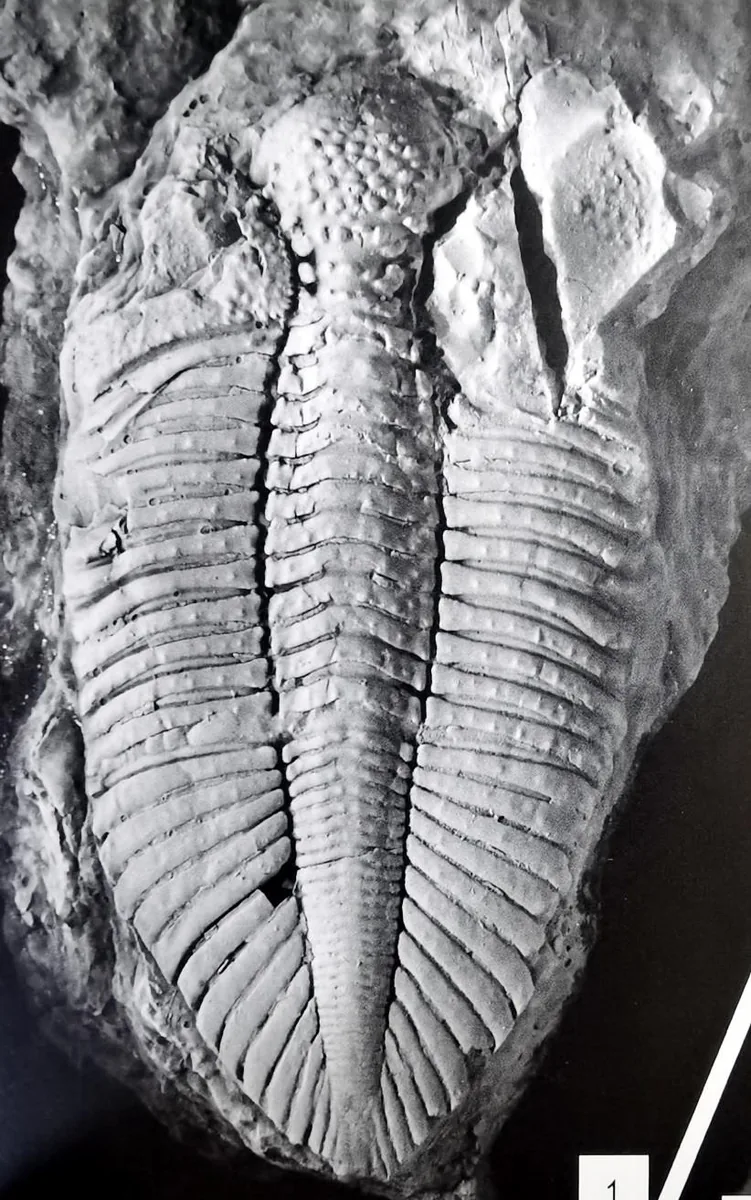Coronocephalus ovatus
