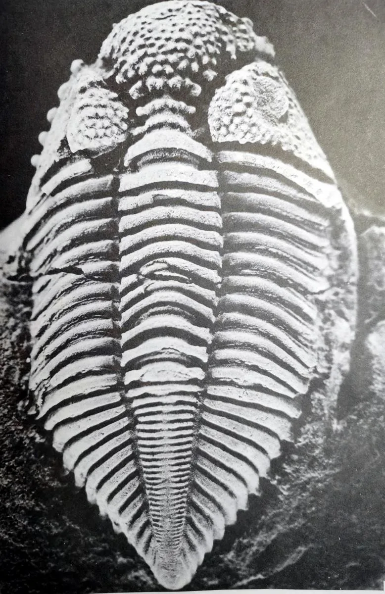 Coronocephalus rex