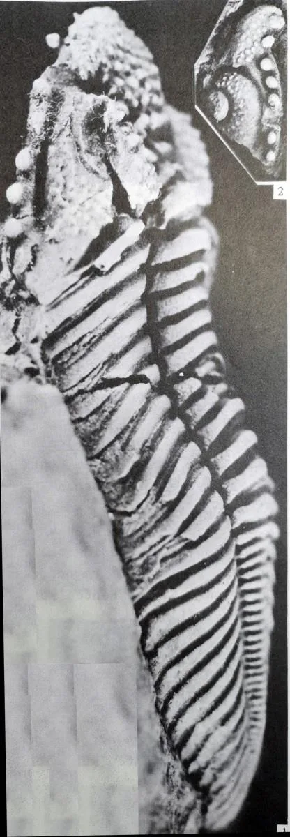 Coronocephalus rex — photo 2