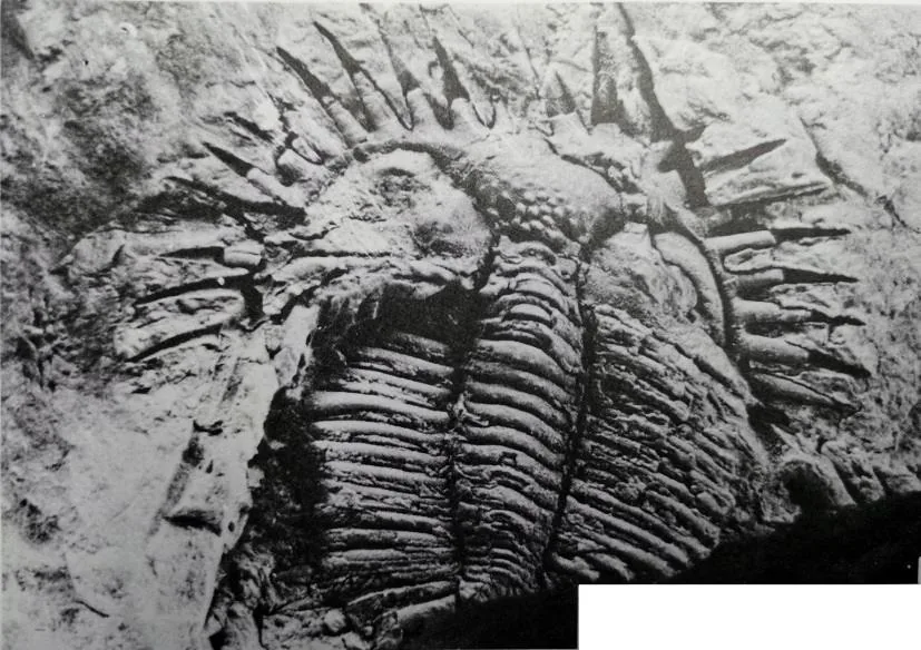 Coronocephalus (Senticucullus) elegans