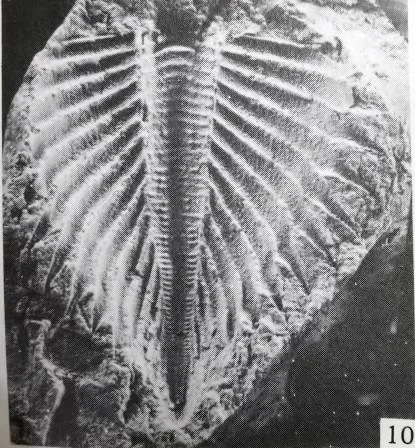 Coronocephalus (Senticucullus) elegans — photo 2
