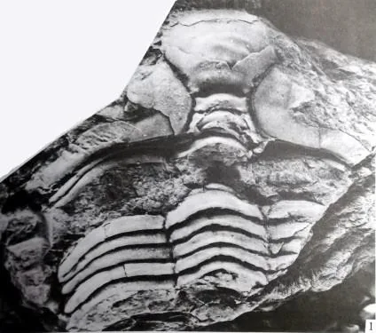 Coronocephalus (Senticucullus) sichuanensis