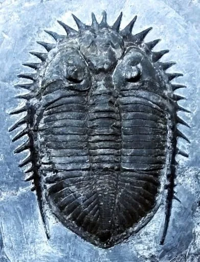 Coronocephalus (Senticucullus) sichuanensis — photo 2