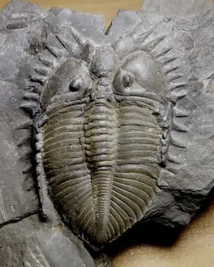 Coronocephalus (Senticucullus) sichuanensis — photo 3