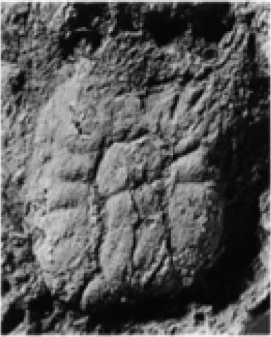 Corrugatagnostus morea