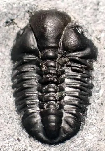 Corynexochus plumula — photo 4