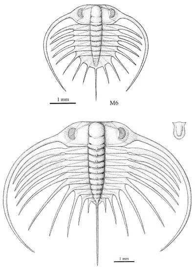 Ctenopyge (Ctenopyge) ahlbergi