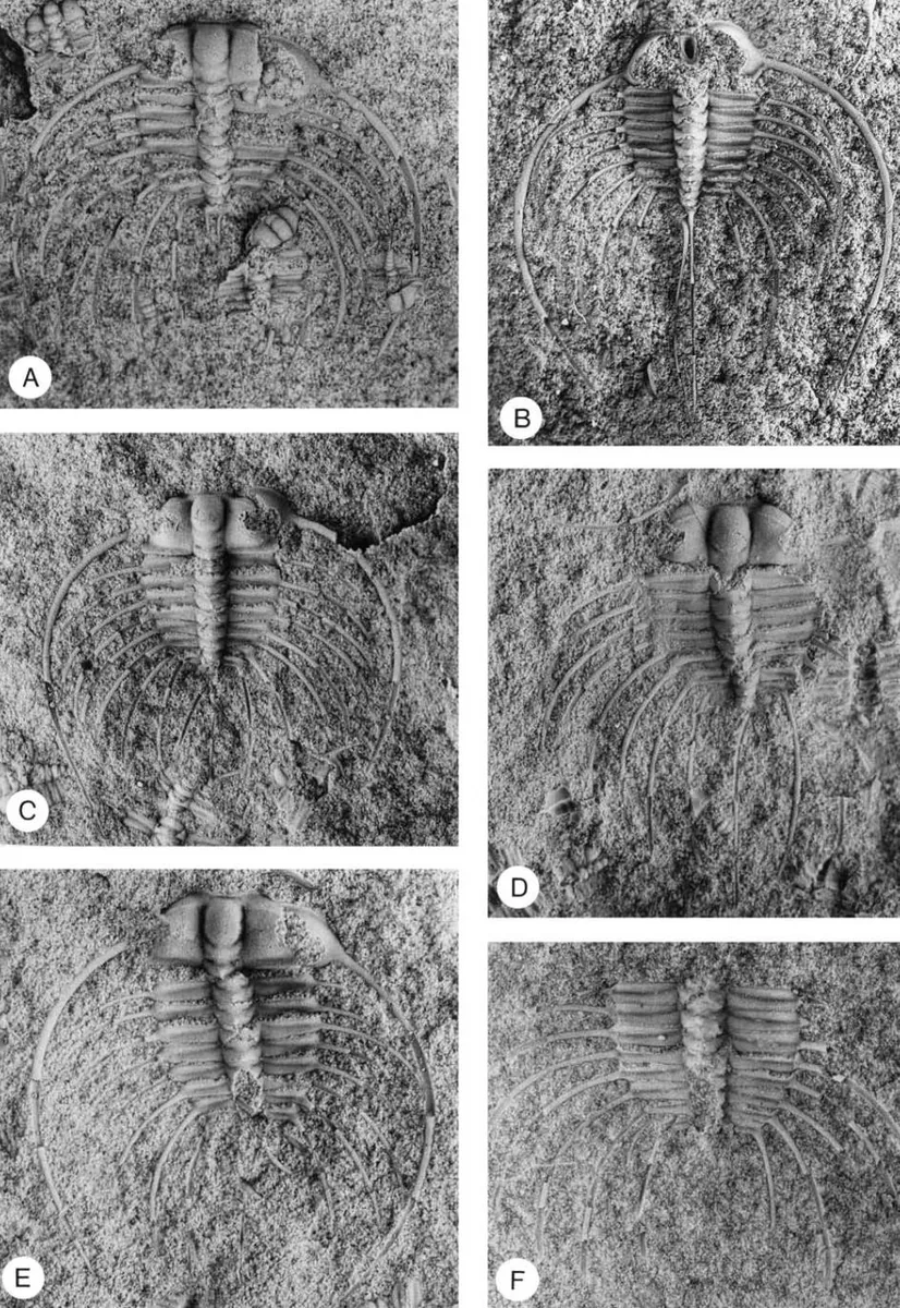 Ctenopyge (Ctenopyge) gracilis