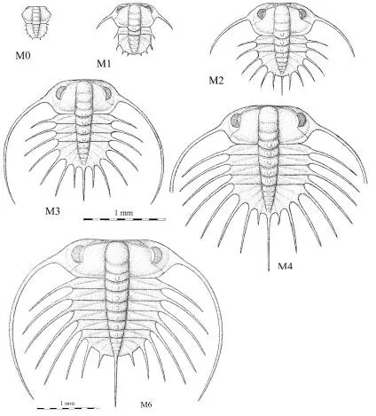 Ctenopyge (Ctenopyge) gracilis — photo 2