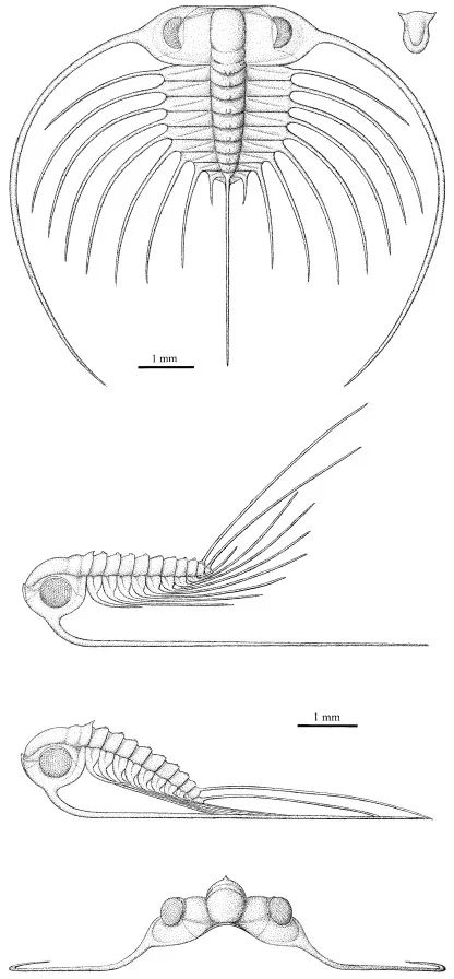 Ctenopyge (Ctenopyge) gracilis — photo 3