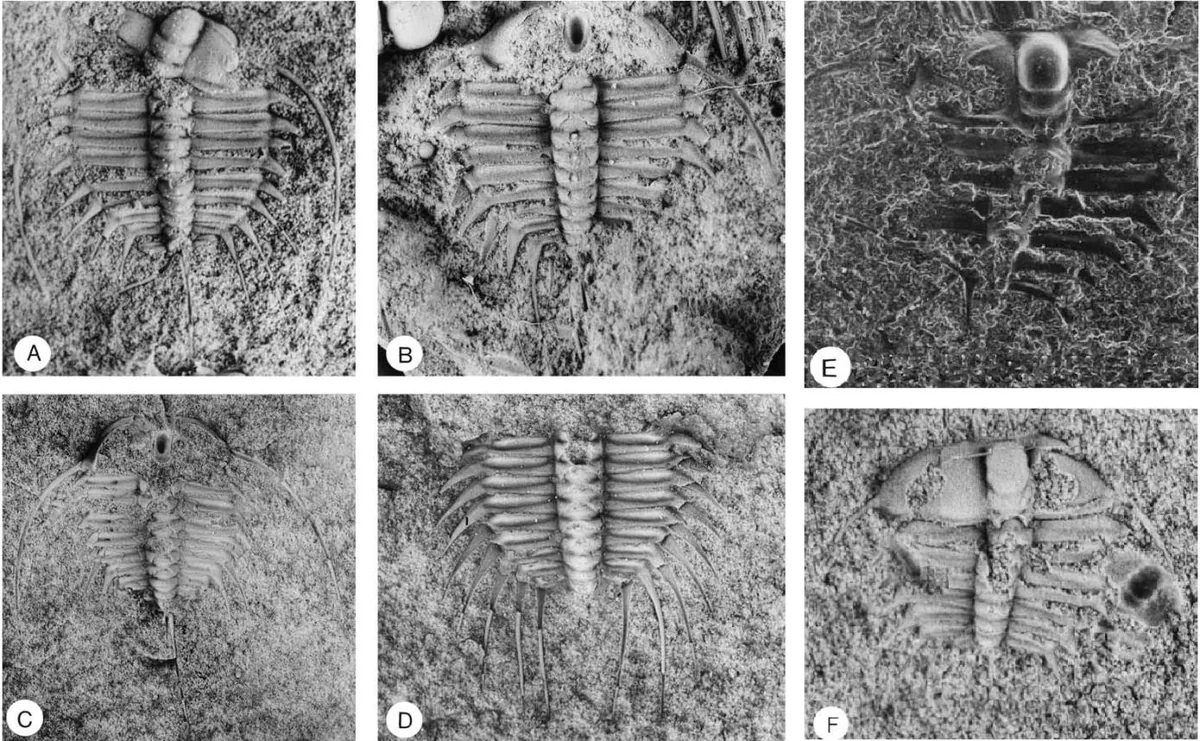 Ctenopyge (Ctenopyge) rushtoni