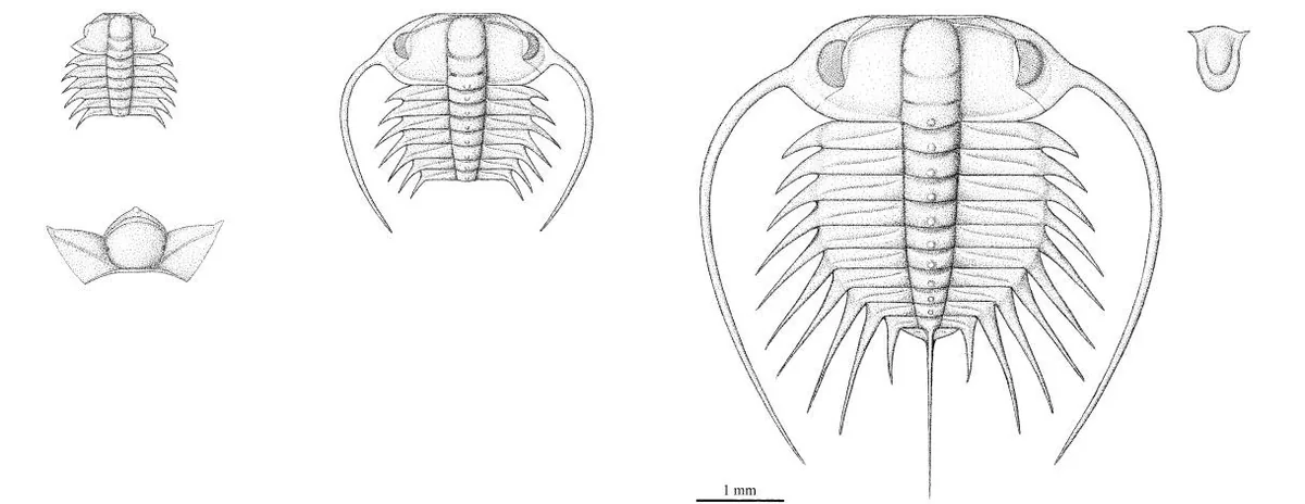 Ctenopyge (Ctenopyge) rushtoni — photo 2