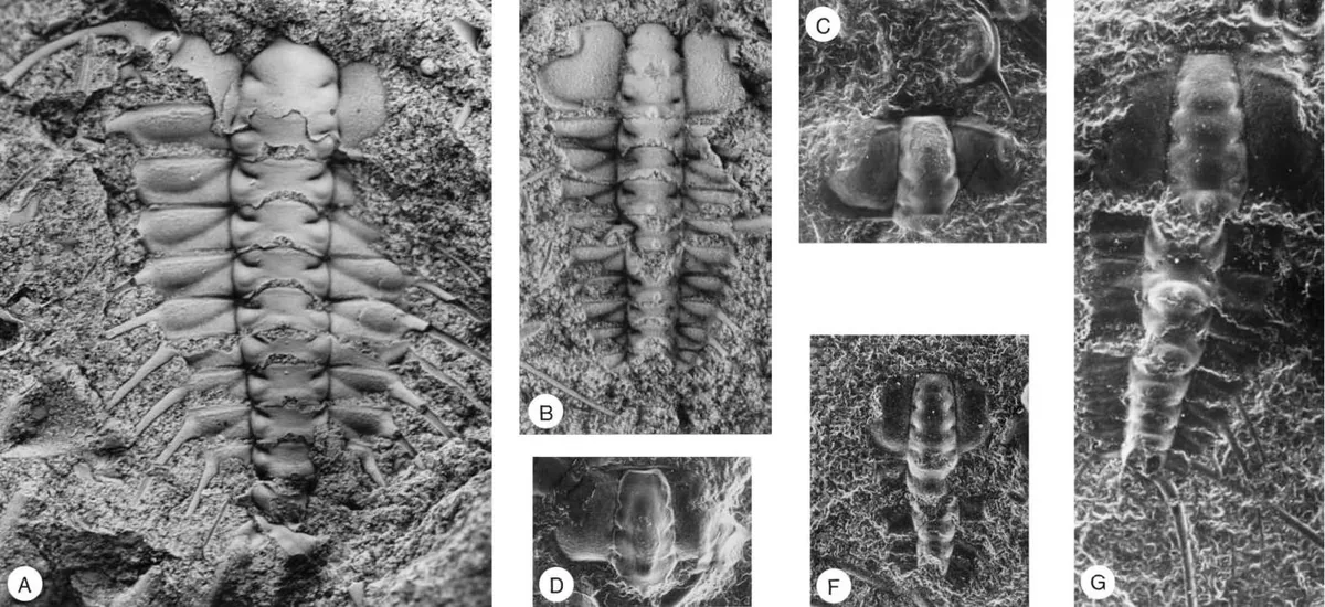 Ctenopyge (Mesoctenopyge) tumida