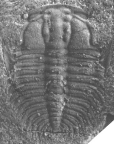 Curvoryctocephalus taijiangensis