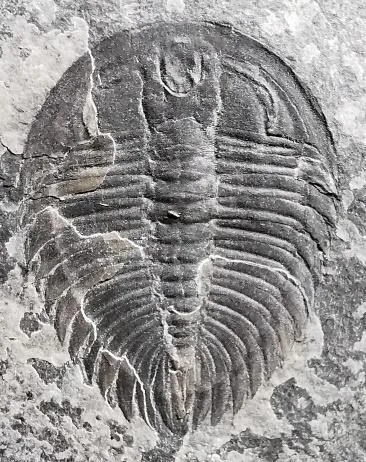 Curvoryctocephalus taijiangensis — photo 3
