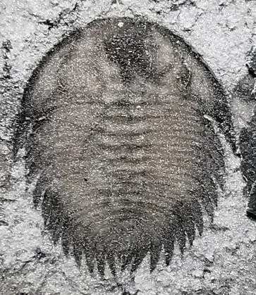Curvoryctocephalus taijiangensis — photo 4