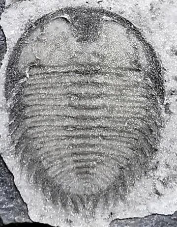 Curvoryctocephalus taijiangensis — photo 5