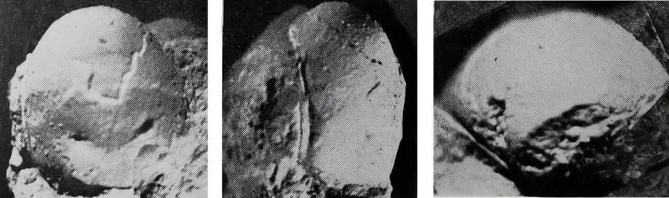 Cyclopyge recurva