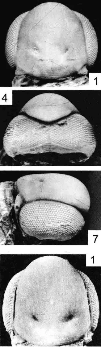 Cyclopyge recurva — photo 2