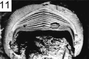 Cyclopyge recurva — photo 4