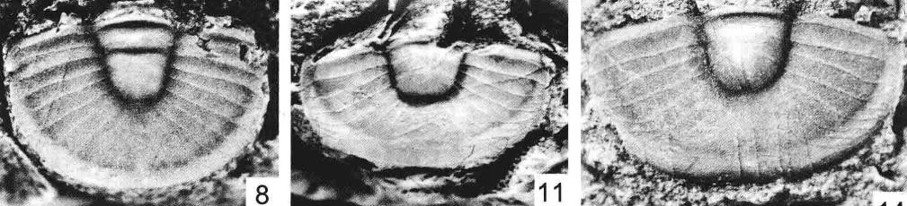 Cyclopyge recurva — photo 5
