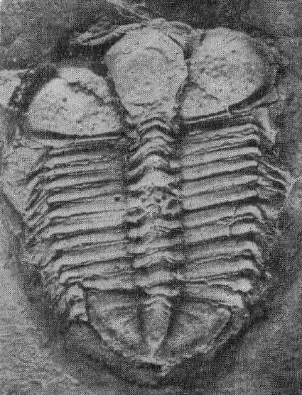 Cyphaspides paradoxus