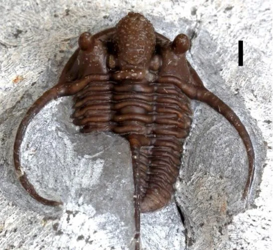 Cyphaspis ceratophthalmus