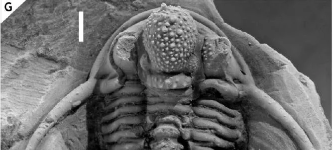 Cyphaspis ceratophthalmus — photo 4