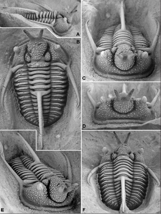 Cyphaspis walteri