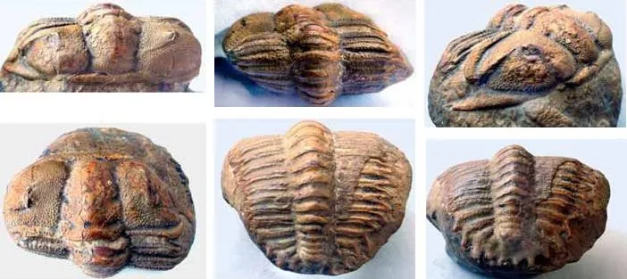 Damesella paronai