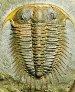 Damesella paronai — photo 3