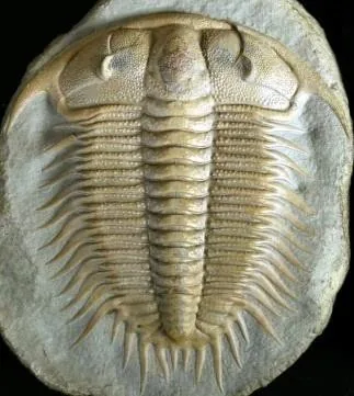 Damesella paronai — photo 4
