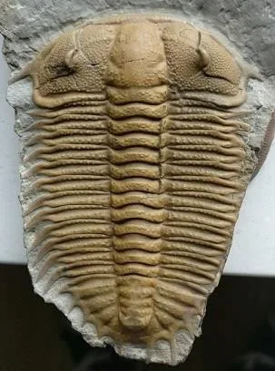 Damesella paronai — photo 9