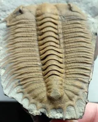 Damesella paronai — photo 10