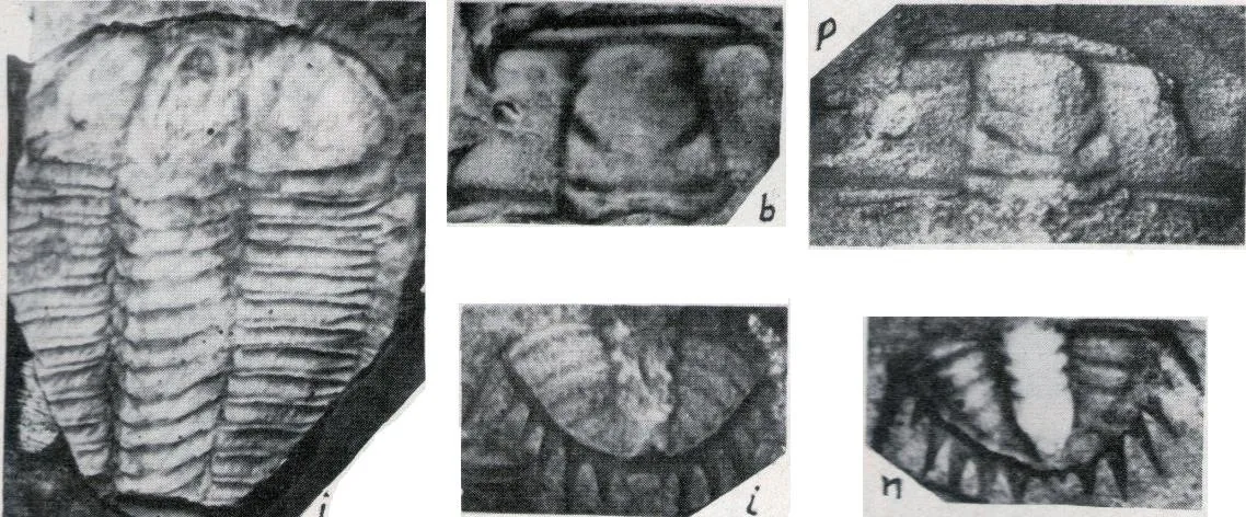 Damesella shergoldi