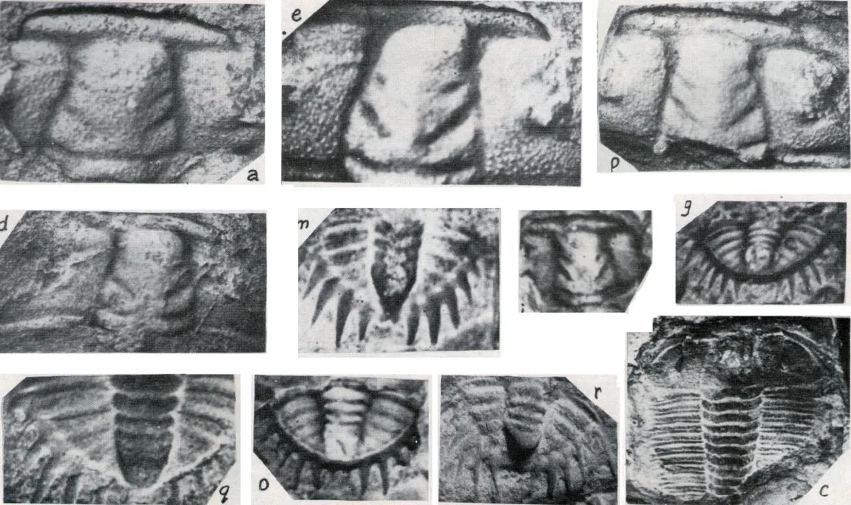Damesella shergoldi — photo 2