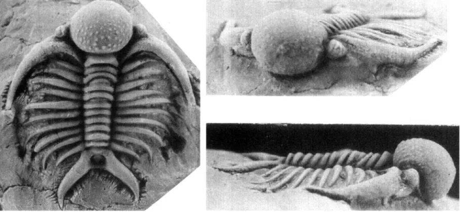 Deiphon barrandei