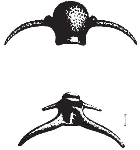 Deiphon forbesi
