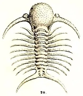 Deiphon forbesi — photo 2